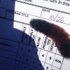 Woolly Bear Caterpillar