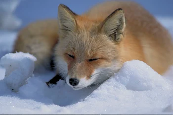 ファンマについて🍁🦊