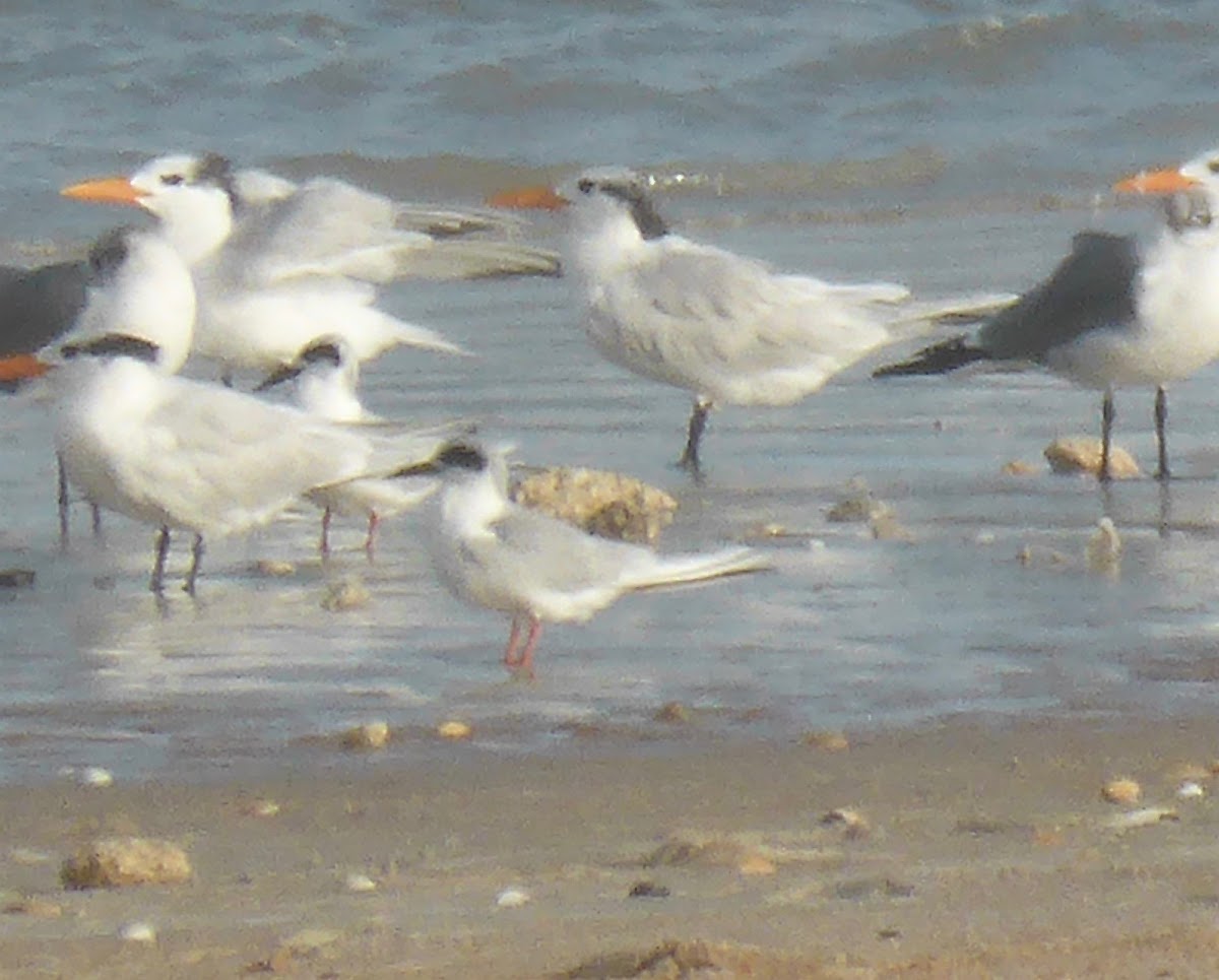 Forster's Tern