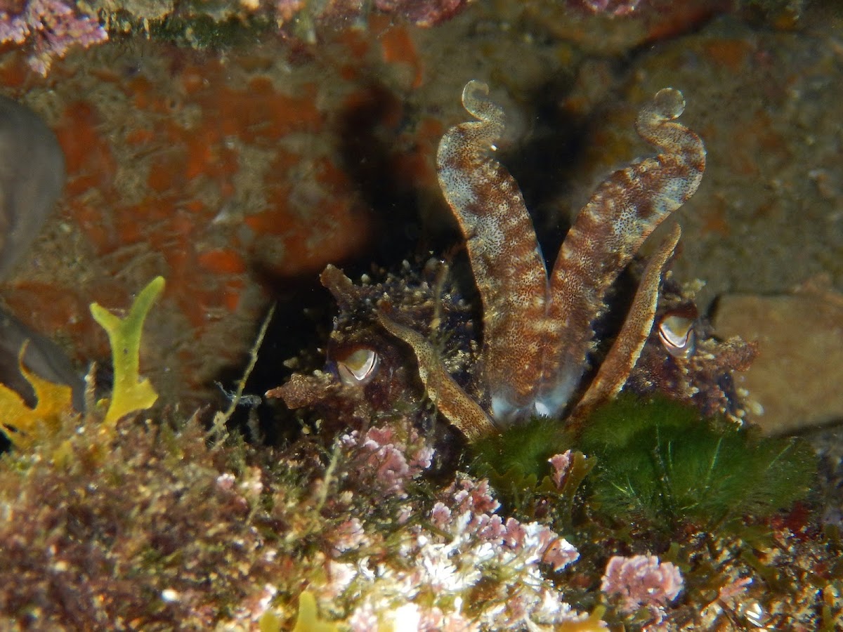 Common cuttlefish