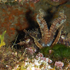 Common cuttlefish