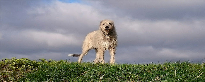 Scottish Deerhound Themes & New Tab marquee promo image