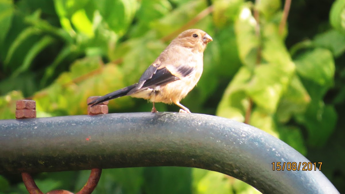 Bullfinch (juvenile)