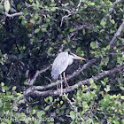 Grey Heron