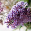 Butterfly-bush