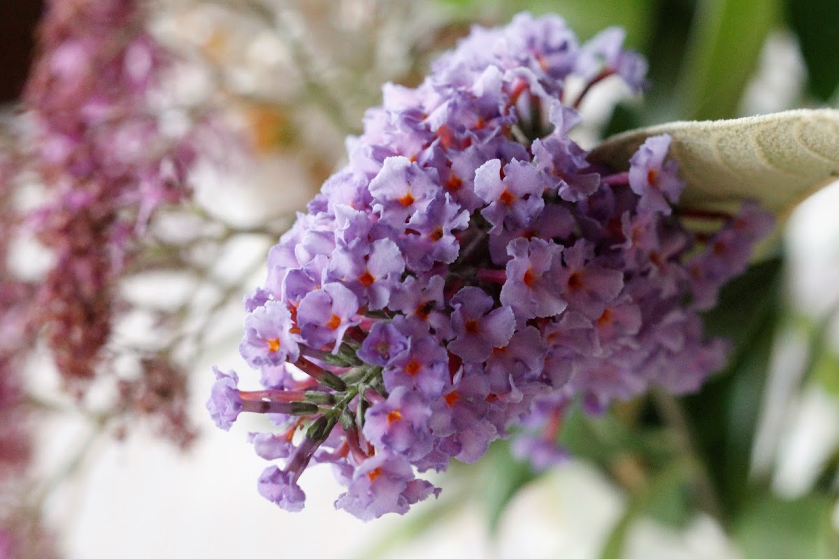 Butterfly-bush