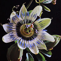 Passiflora di 