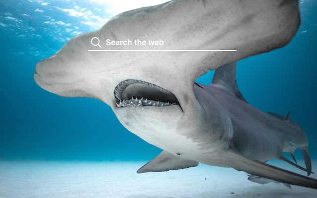 Shark Week HD Wallpapers Show Theme