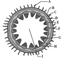 Primary Structure of Dicotyledonous Stem