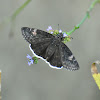 Funereal Duskywing