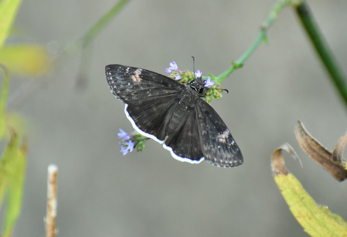 Funereal Duskywing