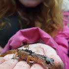 unidentified salamander