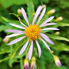 Cascade Aster