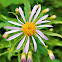 Cascade Aster