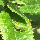 Grasshopper