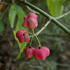 Common spindle