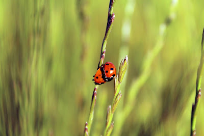 Coccinelle  di Angela Pellillo