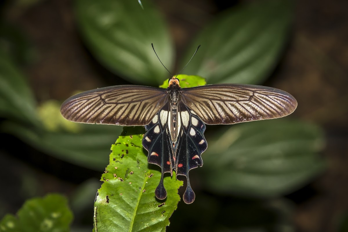 Common Clubtail