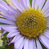 Wandering Fleabane