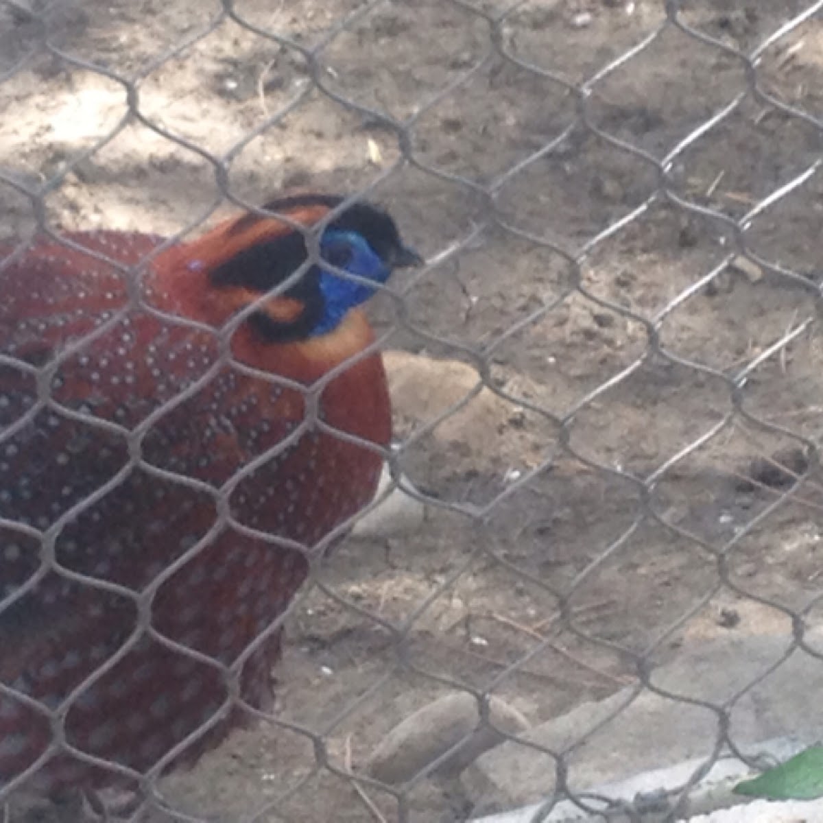 Temminck's Tragopan