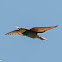 Bee-eater; Abejaruco