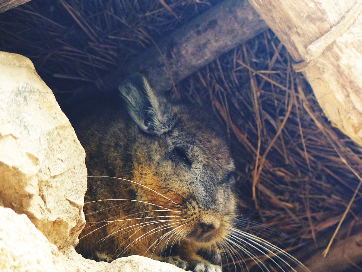 Viscacha