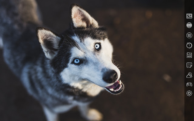 犬の壁紙hd 4k New Tab犬のテーマ