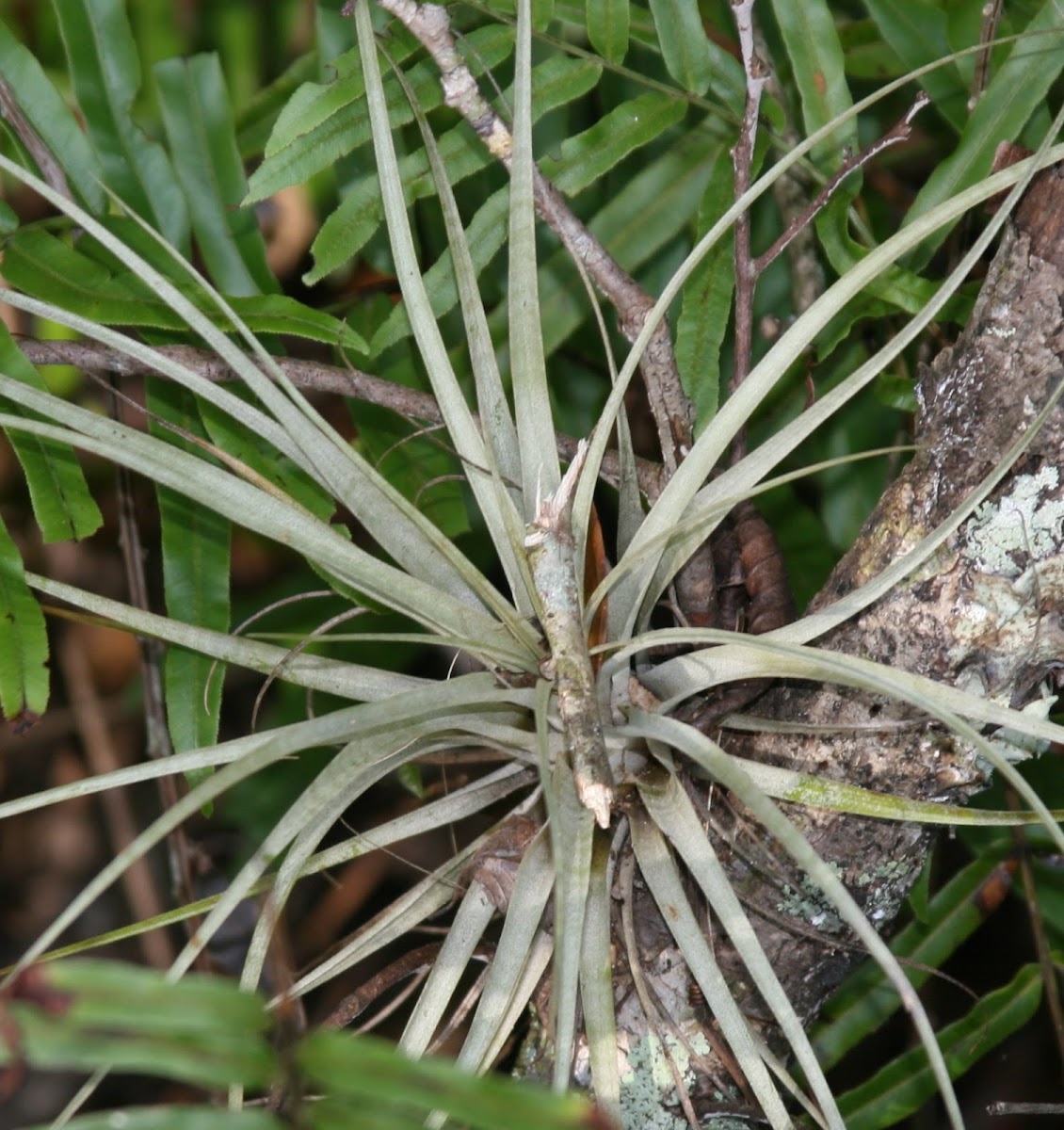 Epiphyte