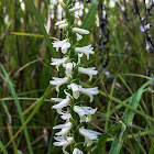 Great Plains Ladies' Tresses