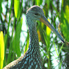 Limpkin