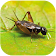 Cricket nature sounds icon