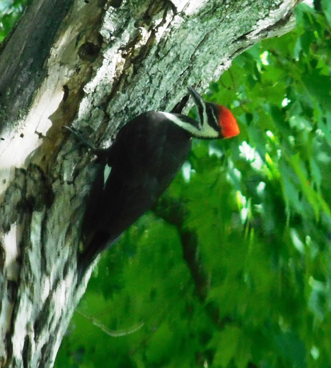 Pileated Woodpecker