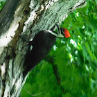 Pileated Woodpecker