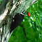 Pileated Woodpecker