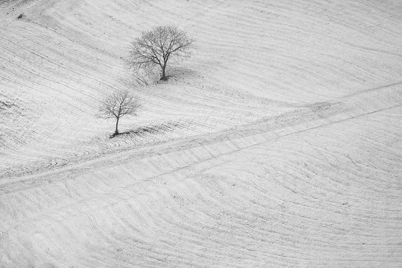 i due alberi di rino_savastano