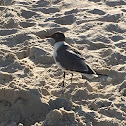 Laughing Gull