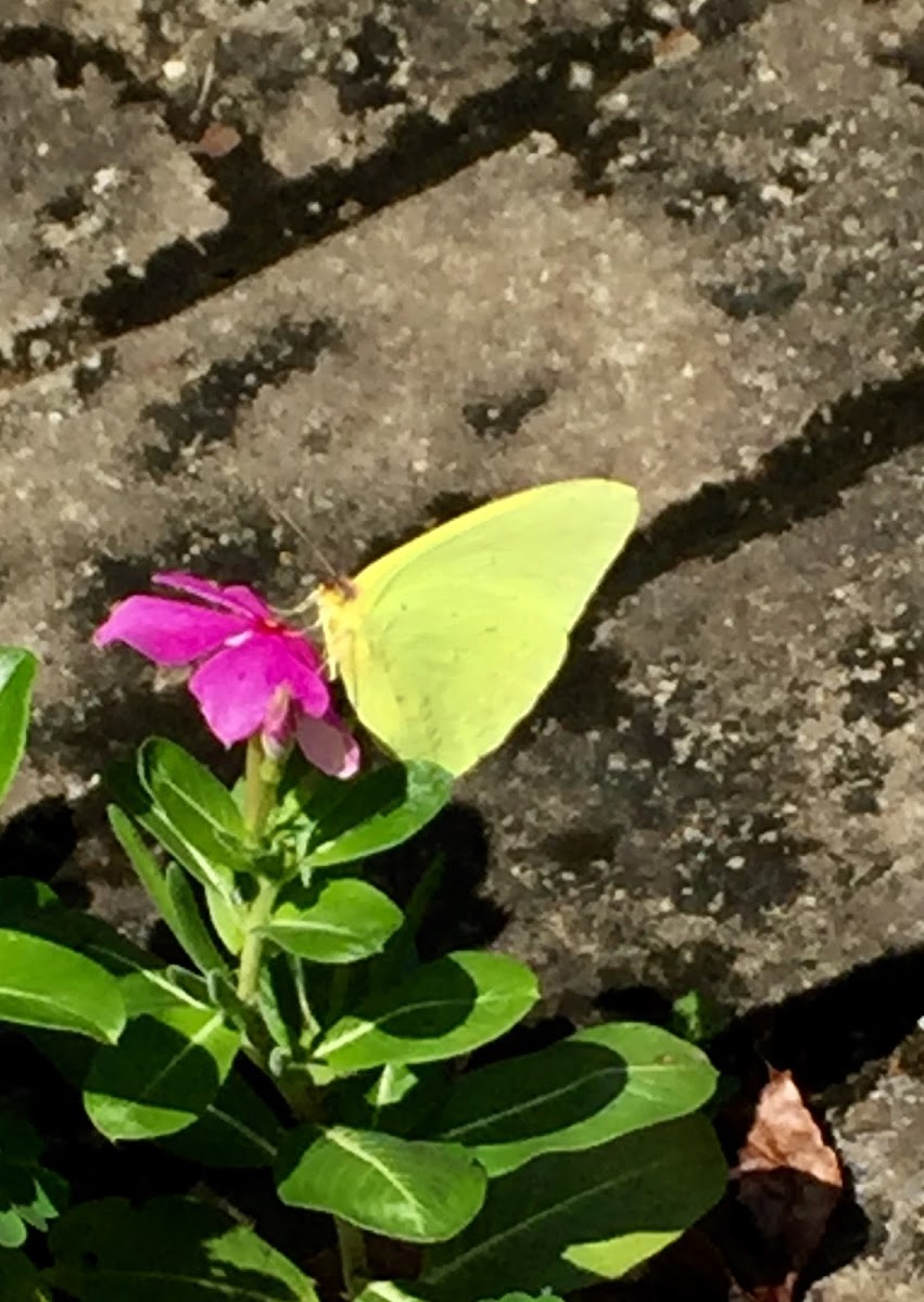 Cloudless Sulphur