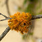 Golden-eyes Lichen