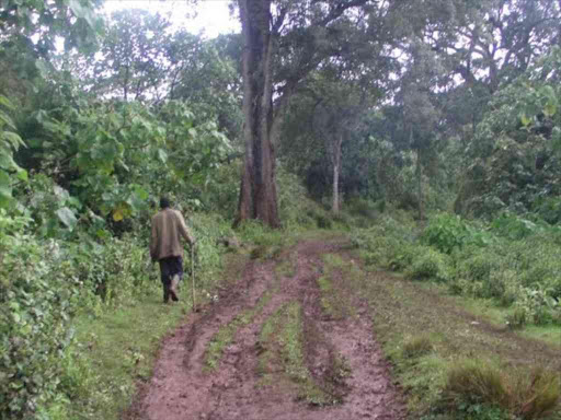 Mt Elgon forest on June 21,2015.Photo/file