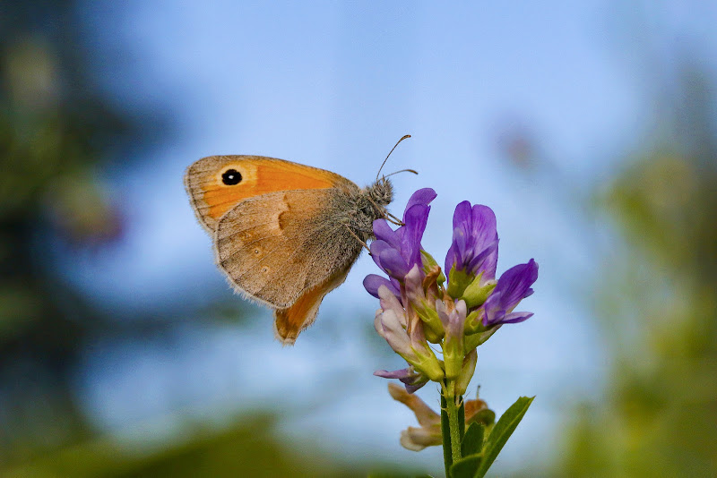 La fleur et le papillon di Hello