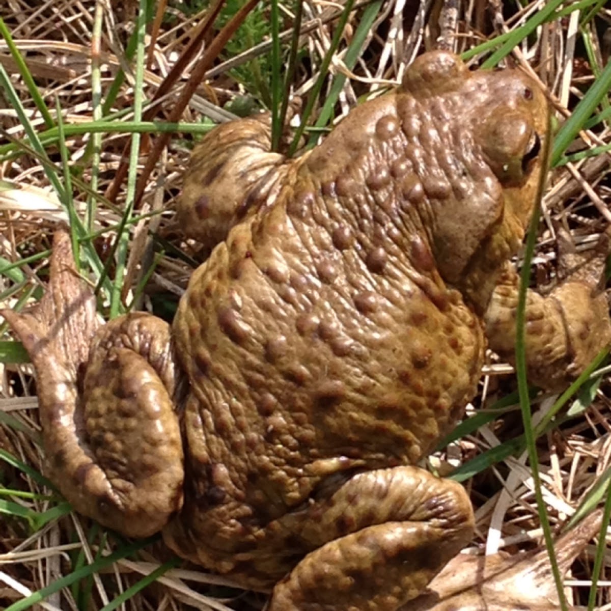 Common Toad