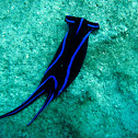 Blue Velvet Sea Slug