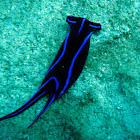 Blue Velvet Sea Slug