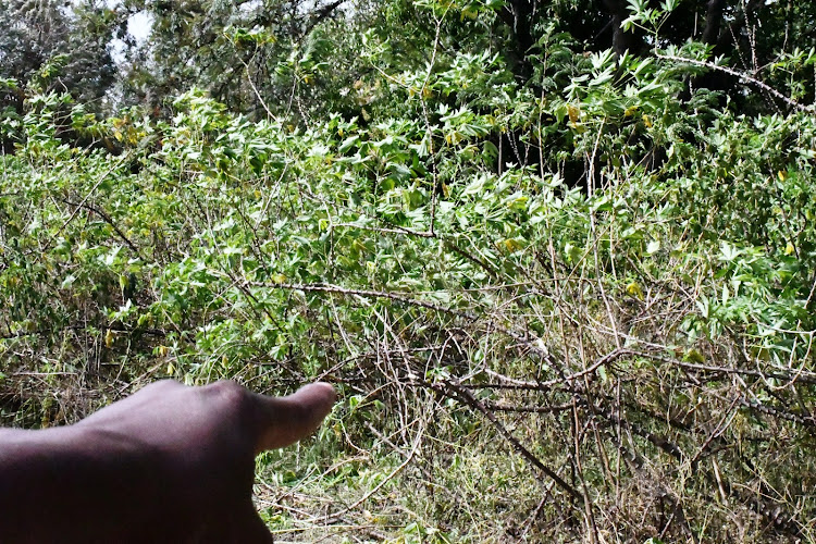 A cassava garden in Amagoro in Teso North subcounty on December 13, 2021.