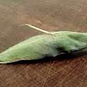 Lime leaf larva