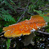 fly agarics