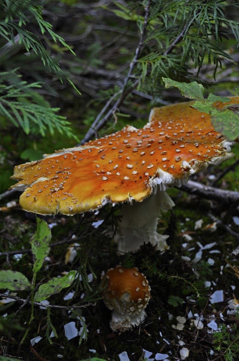 fly agarics