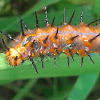 Tachinid flies