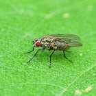 Anthomyiid Fly