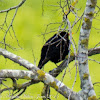 Blackbird; Mirlo Común